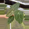 plant/Seed grown anthurium Xone x subsignatum starter plant growers choice-4-thumbnail