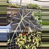 plant/Alocasia purpley 4” pot growers choice-0-thumbnail