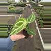 plant/Anthurium crackin veins x Magnificum starter plant growers choice-4-thumbnail