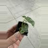 plant/Alocasia London eye starter plant growers choice-5-thumbnail