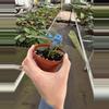 plant/Anthurium red vein dark phoenix X sweetheart 4” pot growers choice-5-thumbnail