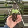 plant/Anthurium crackin veins x Magnificum starter plant growers choice-7-thumbnail