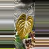 plant/Anthurium (RCxRG dress) x Delta Dawn-1-thumbnail