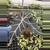 plant/Alocasia purpley 4” pot growers choice-1-thumbnail