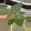 plant/Seed grown anthurium Xone x subsignatum starter plant growers choice-5-thumbnail