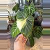 plant/Philodendron Gloriosum Type 1 Variegated-1-thumbnail
