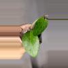 plant/Hoya WRX34-02 Densifolia x Verticillata Rooted w/ peduncle at base-1-thumbnail