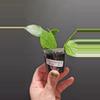 plant/Hoya polyneura #304-0-thumbnail