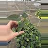 plant/Anthurium dressleri x guna yala starter plant growers choice-4-thumbnail