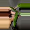 plant/Hoya Loei Province Unrooted-1-thumbnail