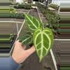 plant/Anthurium crackin veins x Magnificum starter plant growers choice-2-thumbnail
