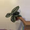 plant/Alocasia Silver Dragon Pups-2-thumbnail