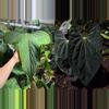 plant/Seed grown anthurium Xone x subsignatum starter plant growers choice-0-thumbnail