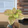 plant/Aglaonema pink Emerlald-1-thumbnail