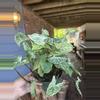plant/Syngonium Batik-1-thumbnail