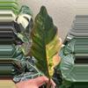 plant/High Variegated Caramel Marble-1-thumbnail