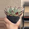 plant/Ebony-1-thumbnail