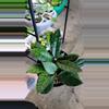 plant/Hoya Callistophylla-2-thumbnail