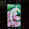 plant/Red Lavender Lilly from living art geckos by Frank Payne-6-thumbnail