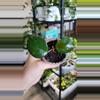 plant/Hoya Carnosa Freckles-0-thumbnail
