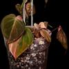 plant/4 Pink Micans Philodendron Plants in 8 inch pot with trellis-0-thumbnail