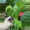 plant/Poonsin Pothos-0-thumbnail