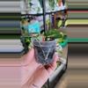 plant/Hoya Carnosa Freckles-1-thumbnail