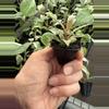 plant/Philodendron orange princess marble starter plant growers choice-5-thumbnail
