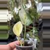 plant/PL32: Global Japan Pothos fully rooted cutting-1-thumbnail