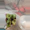 plant/Begonia Harmonys Royal Majesty-0-thumbnail