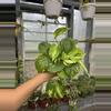 plant/Pothos Golden 4”-0-thumbnail