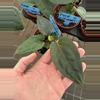 plant/Anthurium red vein dark phoenix X sweetheart 4” pot growers choice-1-thumbnail