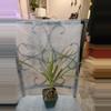 plant/Dragon Tree (Draceana Marginata Colorama)2-0-thumbnail