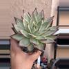 plant/Ebony-0-thumbnail
