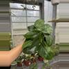 plant/Scindapsus Jade Satin 4”-0-thumbnail