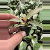 plant/Philodendron orange princess marble starter plant growers choice-3-thumbnail