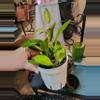 plant/Hoya Australis Lisa 5"-2-thumbnail