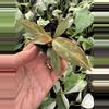 plant/Philodendron orange princess marble starter plant growers choice-1-thumbnail
