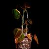 plant/4 Pink Micans Philodendron Plants in 8 inch pot with trellis-1-thumbnail