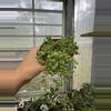 plant/String of Pearls 4”-0-thumbnail