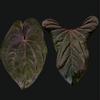 plant/Anthurium red vein dark phoenix X sweetheart 4” pot growers choice-0-thumbnail