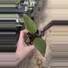plant/PL9396: Potsii Borneo-1-thumbnail
