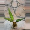 plant/Anthurium  Debilipeltatum-0-thumbnail