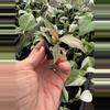plant/Philodendron orange princess marble starter plant growers choice-4-thumbnail