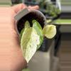 plant/PL8: Global Japan Pothos fully rooted cutting-1-thumbnail