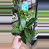 plant/Hoya Callistophylla-0-thumbnail