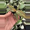 plant/Philodendron orange princess marble starter plant growers choice-2-thumbnail