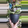 plant/Hoya Callistophylla-1-thumbnail
