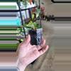 plant/Hoya Macgillivrayi-1-thumbnail