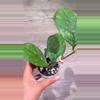 plant/Hoya Deykeae x chicken farm-1-thumbnail